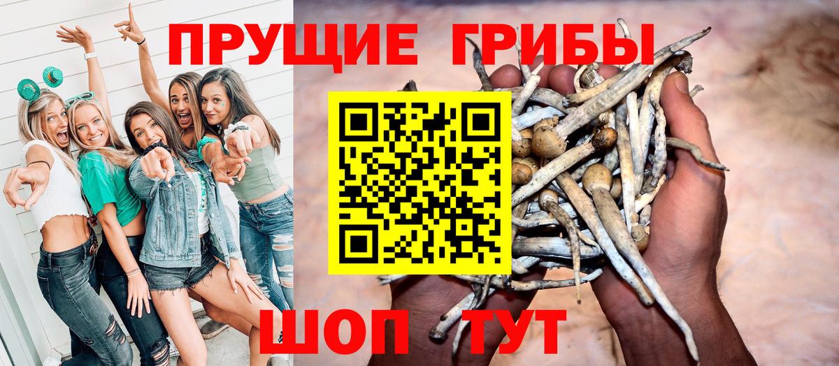 Лениногорск  Псилоцибиновые грибы Cubensis  Вход с VPN 